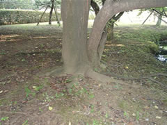 土に根元の形が浮かび上がっているソメイヨシノの根元の写真