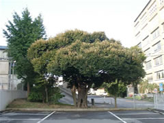 緑や黄色の葉を付けた市役所庁舎の駐車場奥のスダジイの全体を撮影した写真