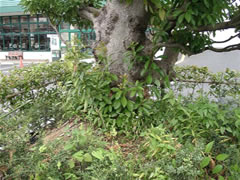 マルエツ駐車場にある緑の葉っぱがたくさん絡んでいるタブノキの根元をアップで写した写真
