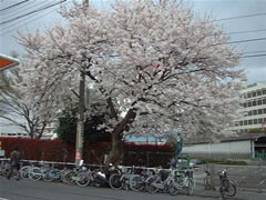 駐輪所の奥に咲く1本の大きなソメイヨシノが花を咲かせている写真