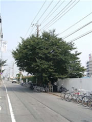 道路脇にある桜が咲く前の緑のソメイヨシノの写真