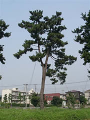さくら公園に生えている幹が2つに分かれているクロマツを写した写真