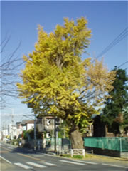子安観音堂近くの道路脇に黄色い葉をつけているイチョウの木の全体を撮影した写真