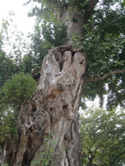 イチョウの木の幹から上部の緑色の葉を付けた枝までを下から撮影した写真