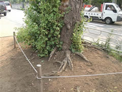 子安観音堂近くの道路脇で周りにロープを張っているイチョウの根元を撮影した写真