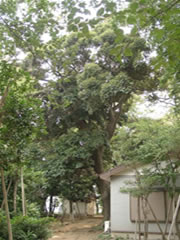 子安神社境内の家屋の隣にある緑色の葉を付けたスダジイの写真