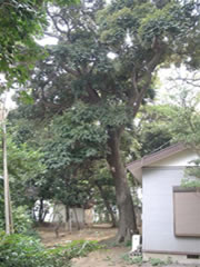 子安神社境内の家屋の隣にある緑色の葉を付けたスダジイを根元から全体を写した写真