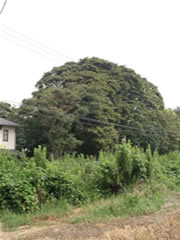 子安神社のタブノキの樹冠を撮影した写真