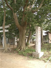 子安神社境内の白い鳥居の傍にある石碑とタブノキの写真