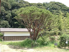 旧鴇田家住宅の通りに植えられたダギョウショウの全体写真