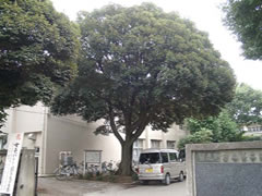 中学校の校舎の横に大きな椎の木があり、1台の車が停まっている様子を正門前から写した写真