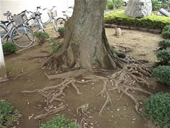 奥に自転車が停まり太い根元のスダジイをアップで写した写真