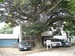 第二中学校正門近くにある大きなスダジイとその横に3台の車が停まっている写真