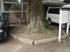 第二中学校正門脇のブロックで囲われたスダジイの根元をアップで写した写真
