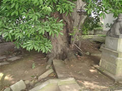 誉田八幡神社境内の石像前に生えているアカガシの根元と緑の葉を撮影した写真