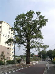 晴天の日に撮影された街路樹のユリノキが緑色の葉をつけている写真
