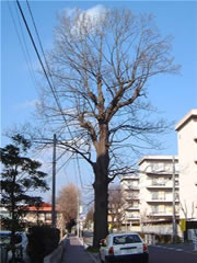 青空の下撮影された街路樹のユリノキの葉が全て落ちている様子の写真