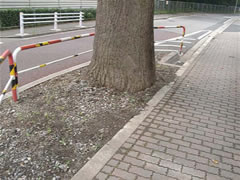 街路樹のユリノキの太い根元をアップで写した写真