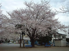 満開に咲いている児童遊園のソメイヨシノの写真