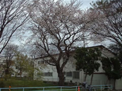 曇りの日に実籾3号公園のソメイヨシノが花を咲かせている様子の写真