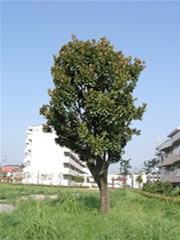 実籾県営住宅地の庭園に立っている1本のタイサンボクの写真