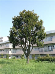 タイサンボクが実籾県営住宅地の庭園に立っている写真