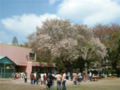 東習志野幼稚園の傍にヤマザクラが咲いており、それを見学している人々の写真