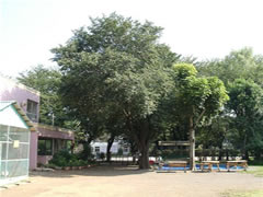 東習志野幼稚園の園庭に大きなヤマザクラが立っている写真