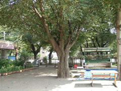 東習志野幼稚園に立っているヤマザクラの樹木を写した写真