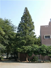 東習志野小学校コミュニティルームより高いアケボノスギ（メタセコイア）の全体をアップで写した写真