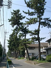 住宅街の道路傍に植えられたクロマツの写真