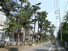 道なりに沢山植えられているクロマツの写真