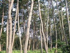 数本の高いクロマツが立っている林の中を写した写真