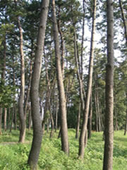 青々と生い茂った草や、数本の高いクロマツが立っている林を林の中から写した写真