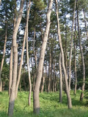 数本の高い樹木が立っており、日に照らされた林の中を写した写真