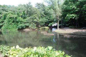 木々に囲まれた池がある森林公園の写真