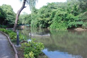 沢山の木々に囲まれた森林公園下池を手前の散策路から撮影した写真