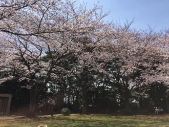沢山の桜の花が咲いている鷺沼城址公園の写真