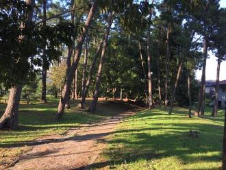 松林の間に散歩できる道が通っている実花緑地の写真