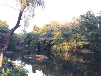 木々に囲まれた池がある藤崎森林公園の写真