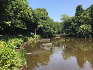 池の水がきれいになった作業後の森林公園下池を手前の散策路から撮影した写真