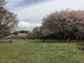 桜の花が咲いており、花見に人々が訪れている屋敷近隣公園の写真