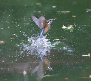 水の上を水しぶきを上げて飛び立つカワセミの写真