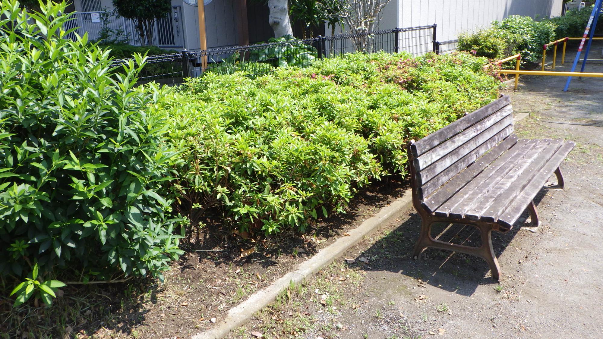 令和6年度に東習志野1号公園に植栽されたツツジ