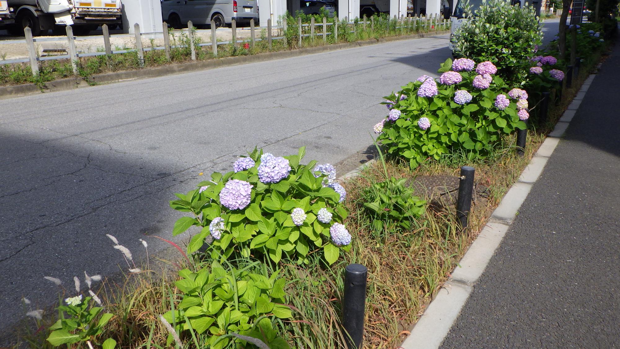 令和6年度に市道13-044号線に植栽されたあじさい