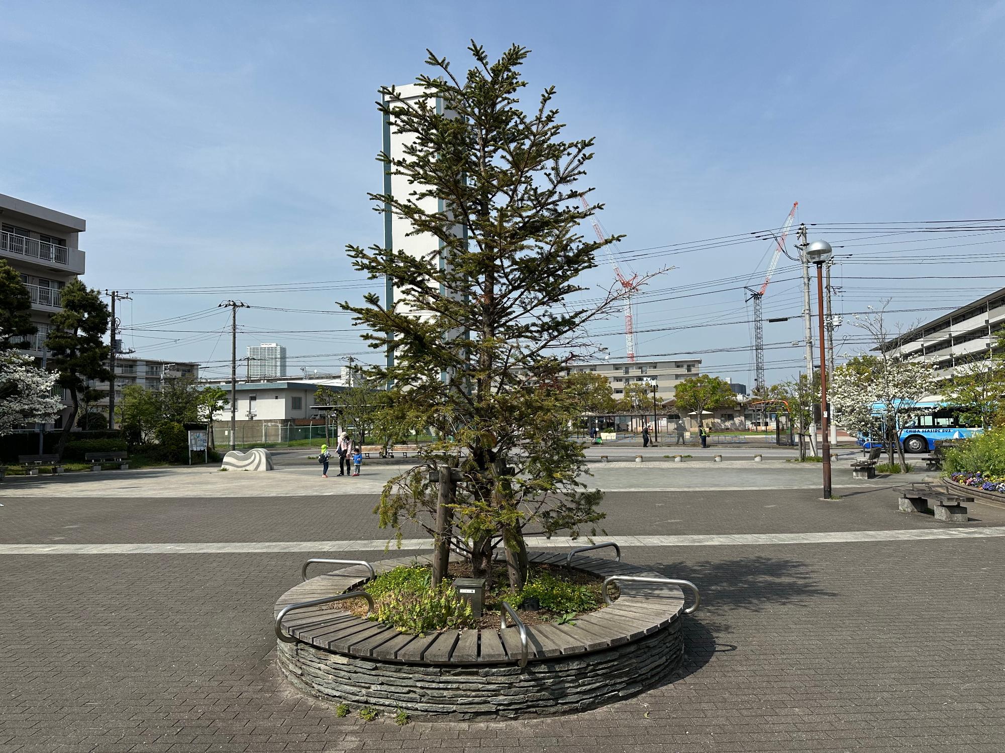 令和6年度に袖ケ浦西近隣公園に植栽したもみの木