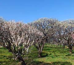複数の梅の木から花が咲いている春の梅林園の写真