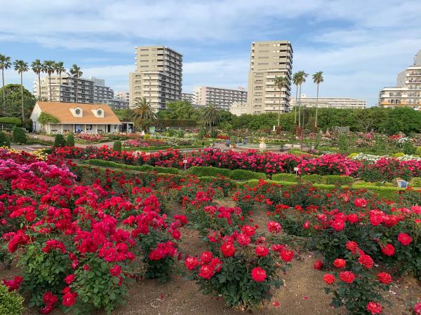 赤やピンクの様々な色のバラが咲いている谷津バラ園の写真