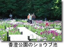 人々が白や紫色の菖蒲の花を見て楽しんでいる香澄公園のショウブ池の写真