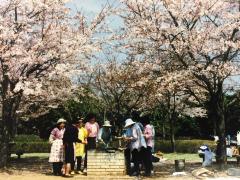 桜の木の下で花見を楽しんでいる香澄公園の写真
